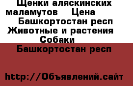 Щенки аляскинских маламутов. › Цена ­ 5 000 - Башкортостан респ. Животные и растения » Собаки   . Башкортостан респ.